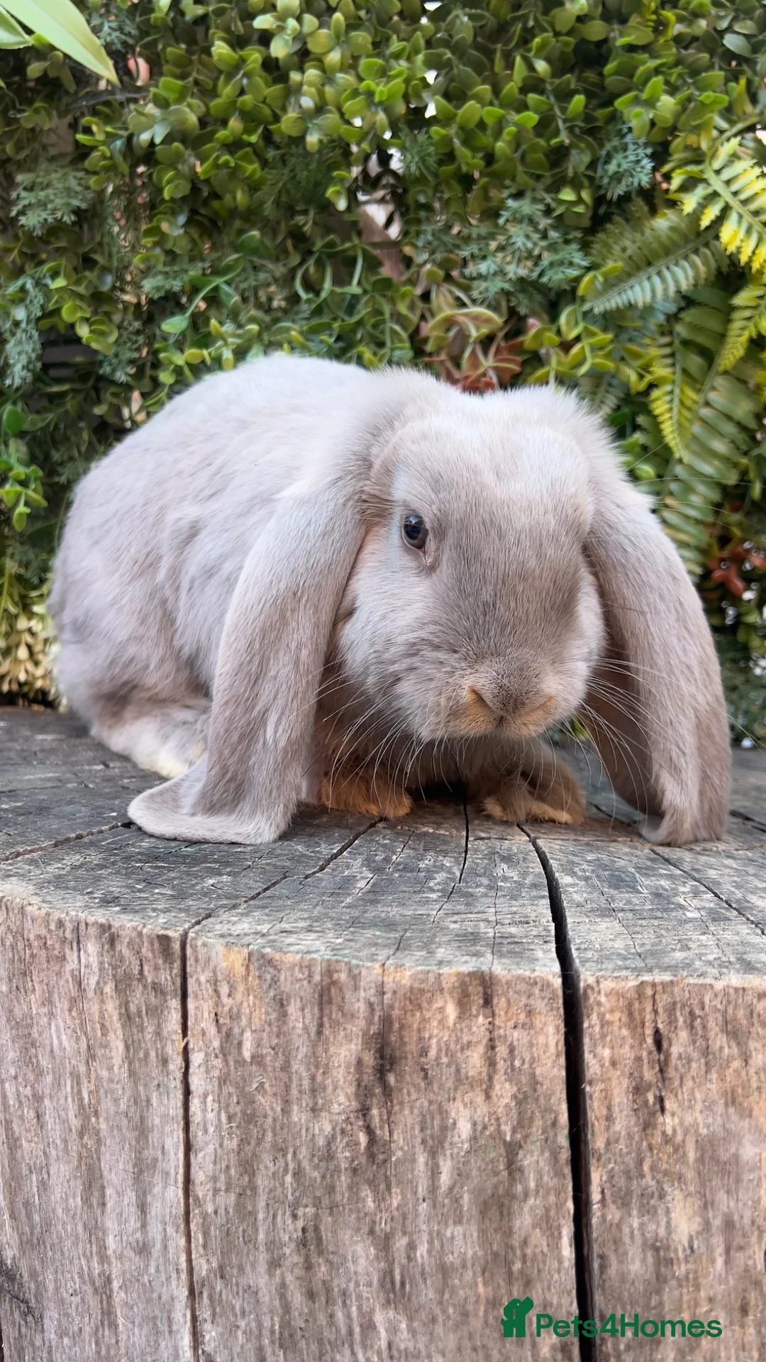 French Lop rabbits for sale: French Lop babies  - Advert 2