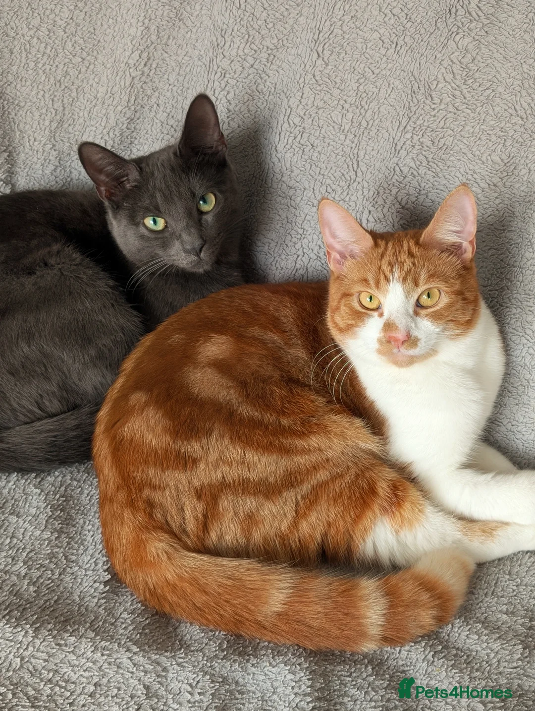 Mixed Breed cats for sale: Heartbreakingly Reluctant Sale -Beautiful Brothers - Advert 4