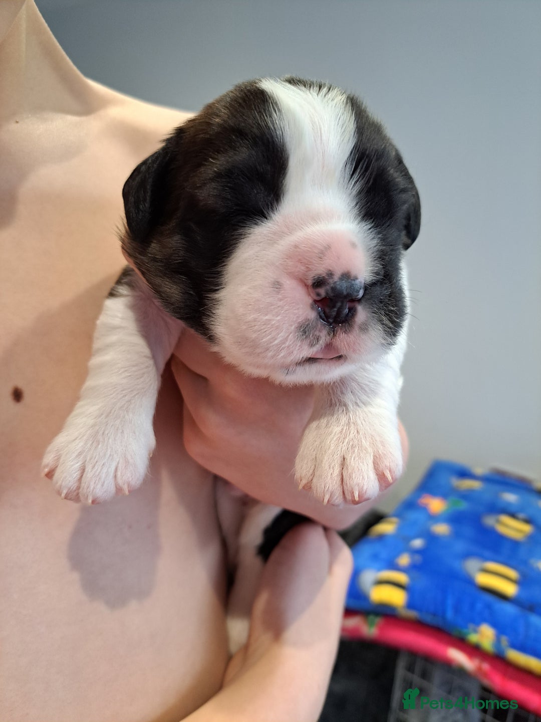 Saint Bernard dogs for sale: 2 beautiful boys for sale - Advert 13