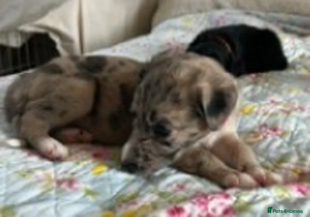 Mixed Breed dogs for sale: Cross Lurcher/Saluki in Swanley - Advert 10