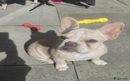 French Bulldog dogs for sale: Female french bulldog (dolly) - Image 3