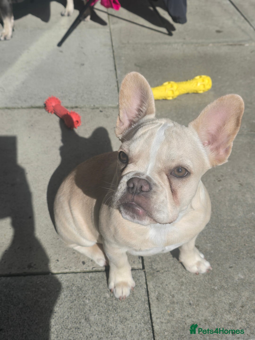 French Bulldog dogs for sale: Female french bulldog (dolly) - Image 3