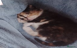 British Shorthair cats for sale: Kittens need lovely home  - Image 2