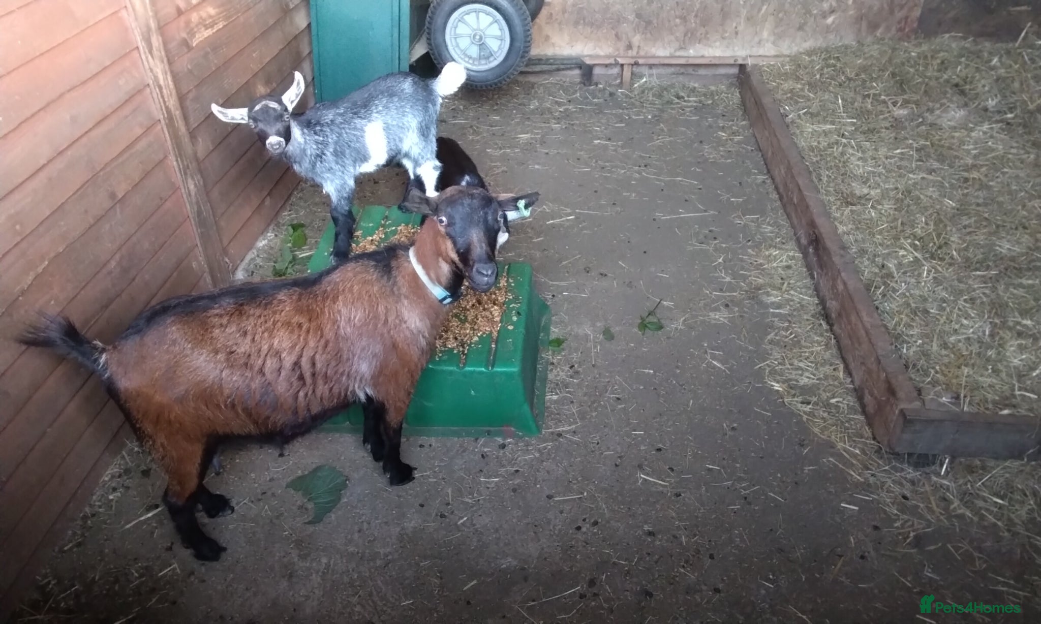 Goats livestock Pygmy goat kids pair (debudded) for sale  - Advert 11