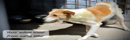 Mixed Breed dogs for adoption: Avis- 20 months - Available Devon area 🇬🇧🇬🇧 in Brixham - Advert 25