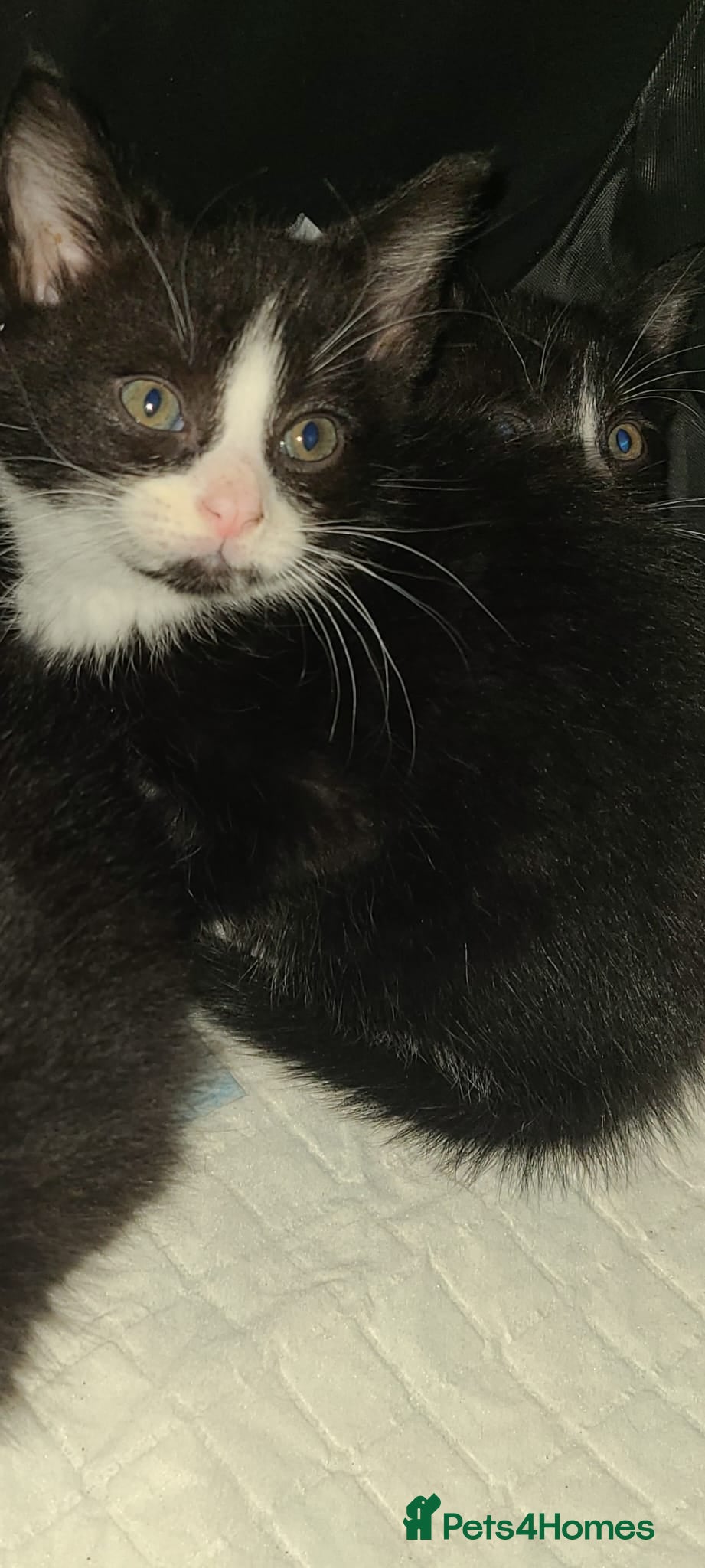 Mixed Breed cats Kittens ready now - Advert 2