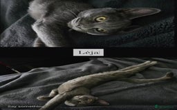 Domestic Shorthair cats for sale: Looking for new home/cat is free - Image 3