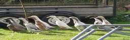 Ducks poultry for sale: Cayuga and Runner duck hatching eggs and ducklings - Advert 3