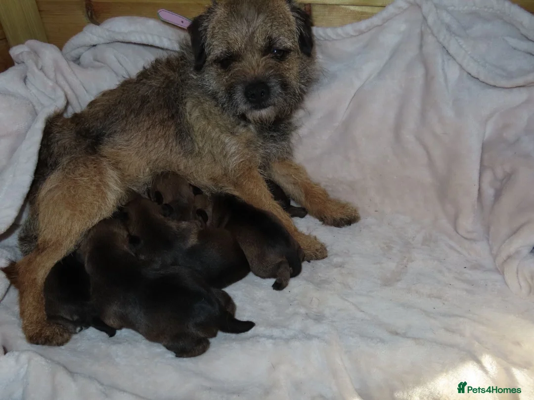 Border Terrier dogs for sale: Border terrier puppies - Advert 12