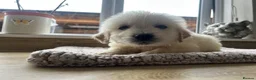 Golden Retriever dogs for sale: Gorgeous golden retriever pups - Advert 6