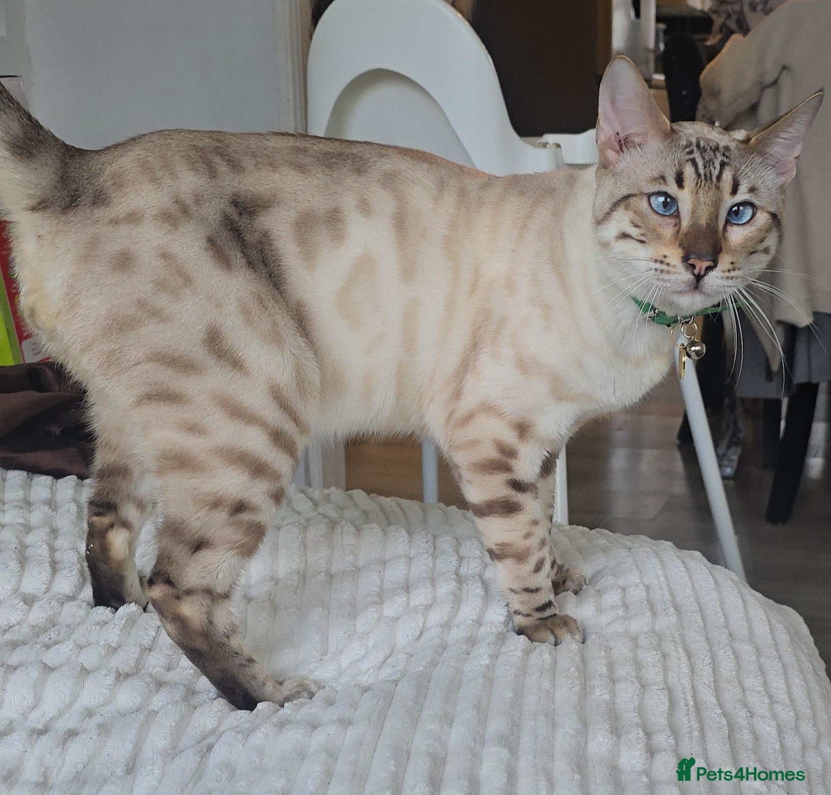Bengal cats Male bengal for sale Ozzy  - Advert 2