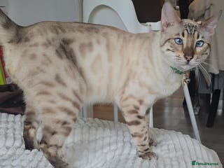 Bengal cats Male bengal for sale Ozzy - Advert 2