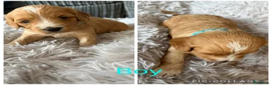 Cavapoo 3