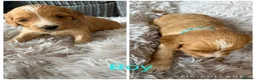 Cavapoo dogs for sale: F1 cavapoo puppies 🐶  - Advert 10