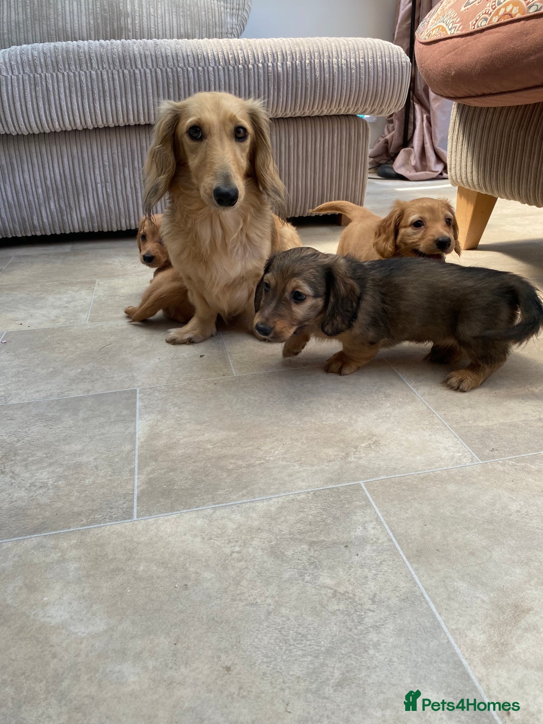 Miniature Dachshund dogs for sale: KC Reg long hair mini dachshunds “Ready now” - Image 21