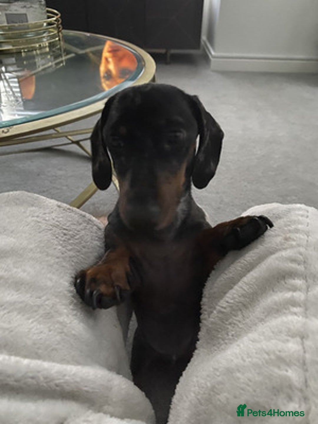 Miniature Dachshund dogs for sale: Brave miniature Dachshund - Advert 4
