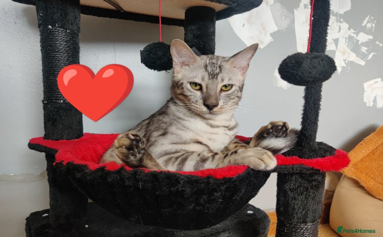 Bengal cats in Saint Helens - Advert 11