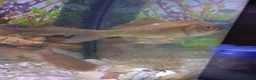 Goldfish fish for sale: Crucian Carp in Leicester - Advert 2