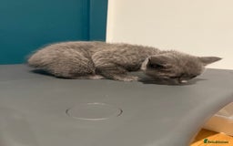 Scottish Fold cats for sale: Scottish Fold Kittens  - Image 13