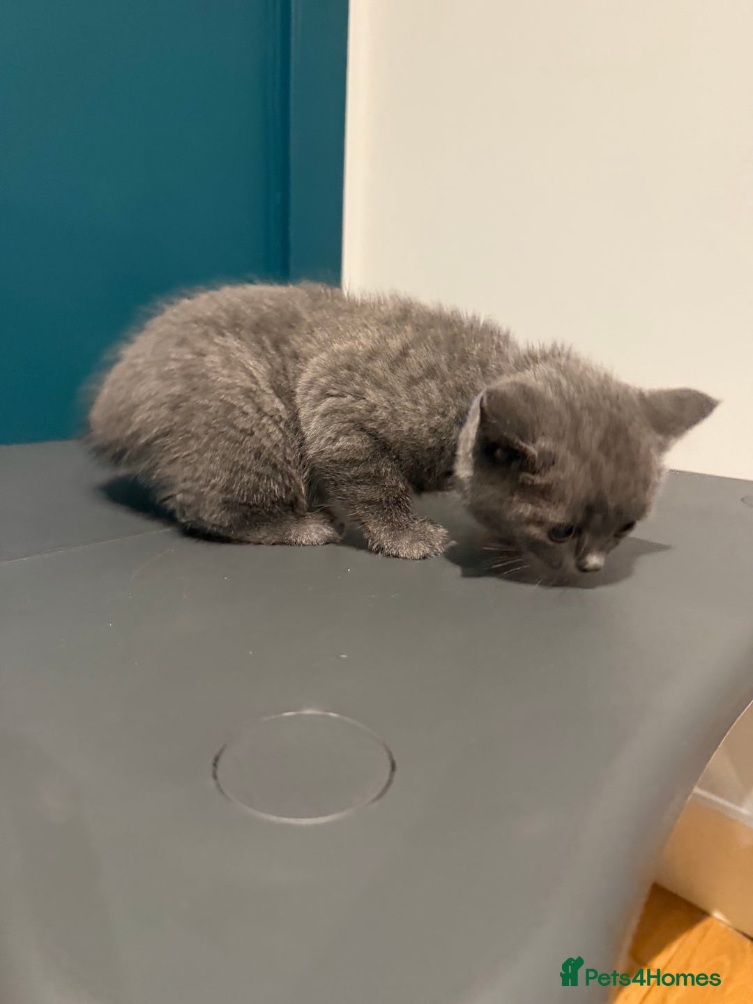 Scottish Fold cats for sale: Scottish Fold Kittens  - Image 13
