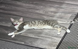 Domestic Shorthair cats for sale: Lovely Grey & White Kitten – Friendly & Playful - Image 1