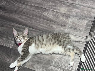 Domestic Shorthair cats - Advert 1