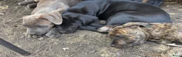 Mixed Breed dogs for sale: Beautiful Cane Corso / Bullmastiff Puppies  - Advert 20