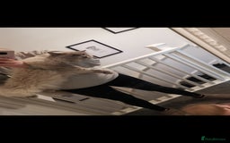 Ragdoll cats for sale: Pure breed health tested ragdoll kittens  - Image 16