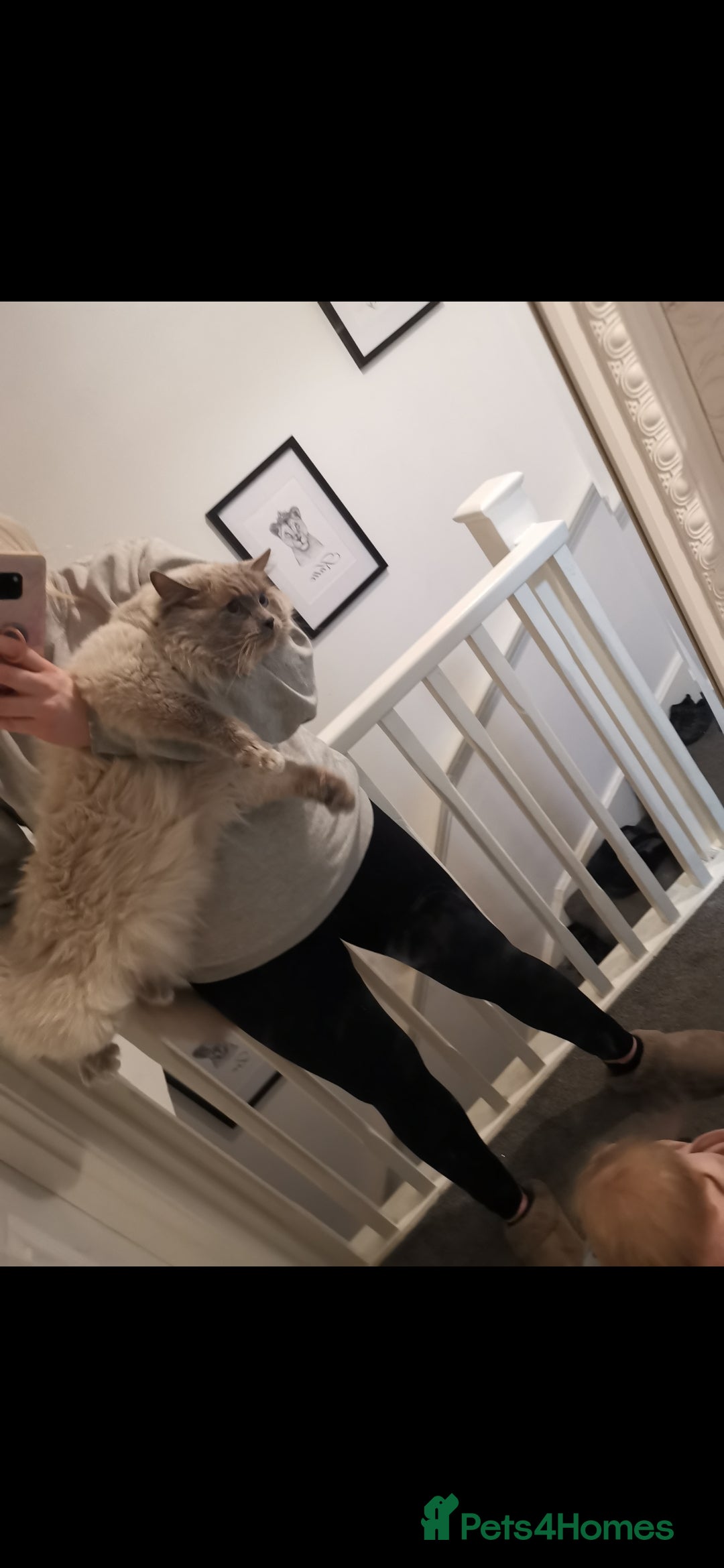 Ragdoll cats for sale: Pure breed health tested ragdoll kittens  - Image 16