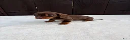Miniature Dachshund dogs for sale: Dachshund puppies 2 boys 1 girl  - Advert 28