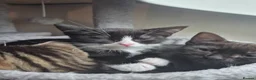 Mixed Breed cats for sale: Gorgeous Tuxedo girl - Advert 2