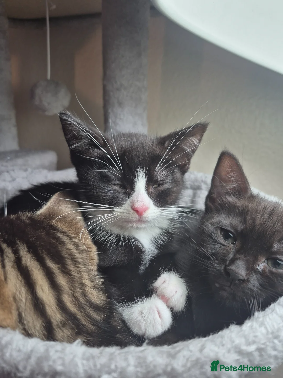 Mixed Breed cats for sale: Gorgeous Tuxedo girl - Advert 2