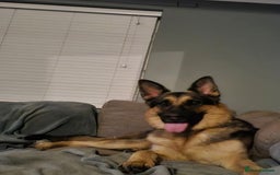 German Shepherd dogs for adoption: Meet Chester, currently residing in Chester - Image 6