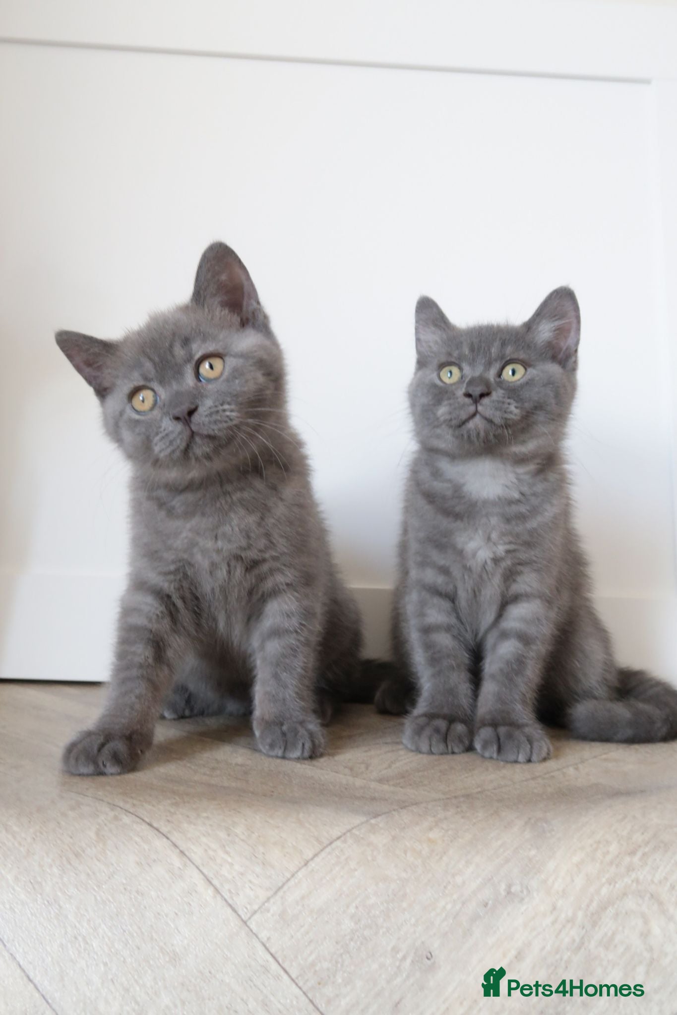 British Shorthair cats for sale: Ready this weekend- Female British Shorthair  - Advert 3