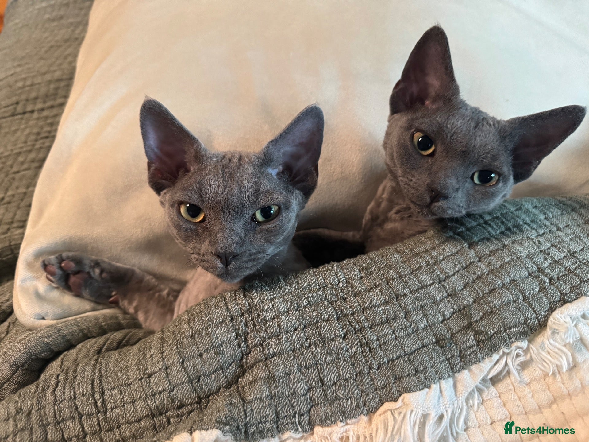 Devon Rex cats Pedigree DevRex Siblings-Looking for loving home  - Advert 2