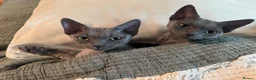 Devon Rex cats for sale: Pedigree DevRex Siblings-Looking for loving home  - Advert 2