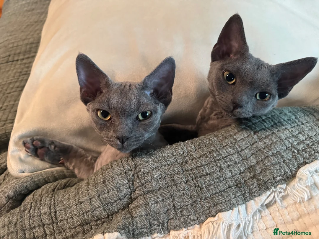 Devon Rex cats for sale: Pedigree DevRex Siblings-Looking for loving home  - Advert 2