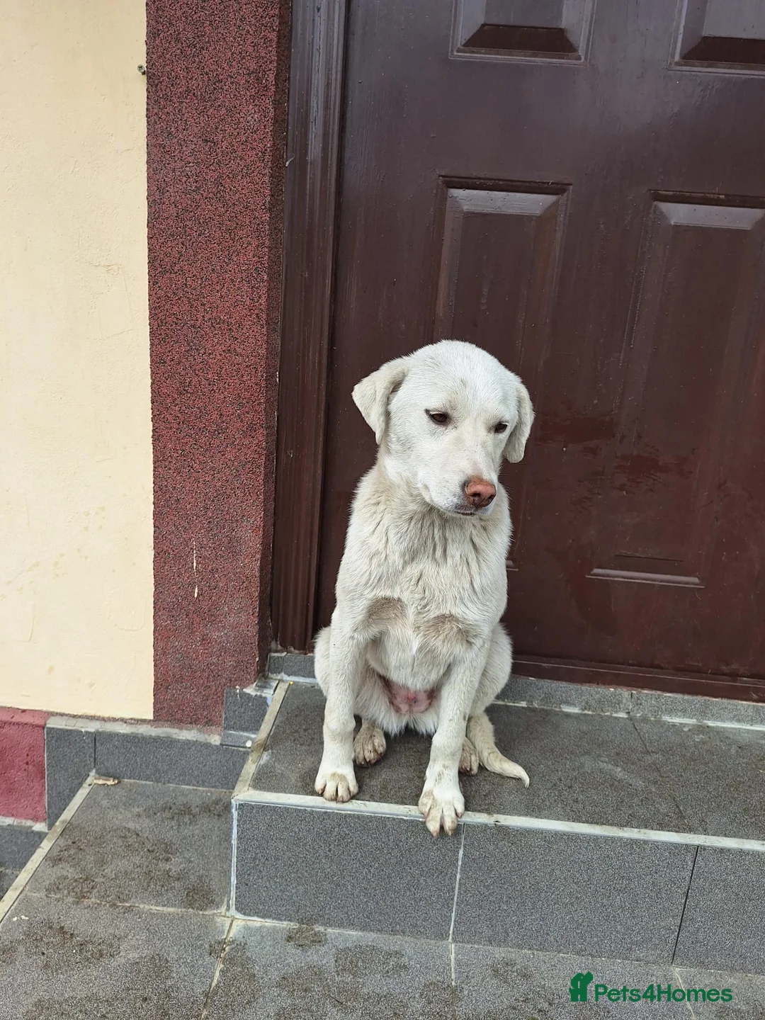 Mixed Breed dogs for adoption: 🤍 HAPPY – The Gentle Soul Who Still Believes 🐶✨ - Advert 2