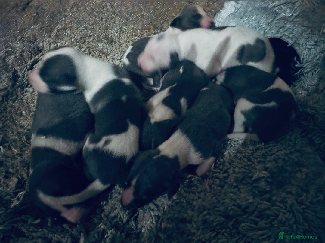 Whippet dogs for sale: 🐾 Exceptional small sized KC Reg Whippet Pups🐾 - Advert 22