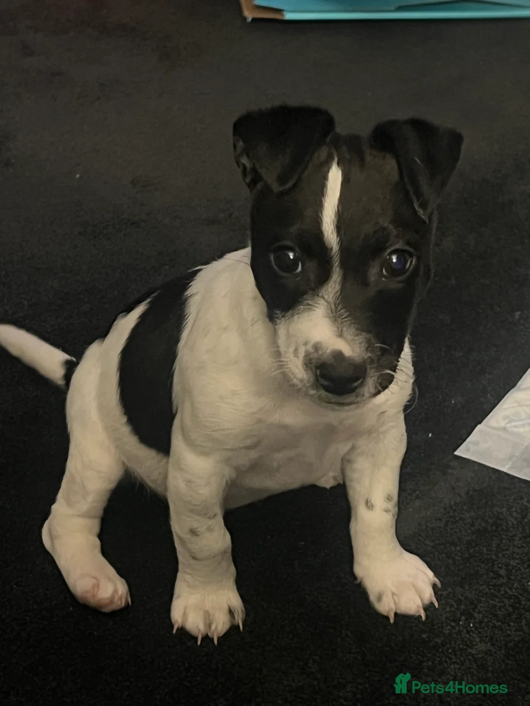 Jack Russell dogs for sale: Female Jack Russel  - Advert 6