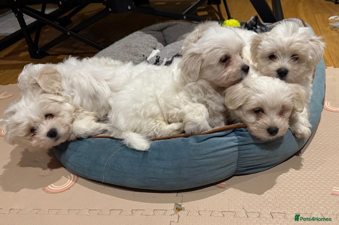 Maltese dogs for sale: Purebred Maltese Puppies – Loving Homes Only - Advert 2