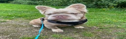 French Bulldog dogs for stud: Bozo Fluffy Rope  - Advert 2