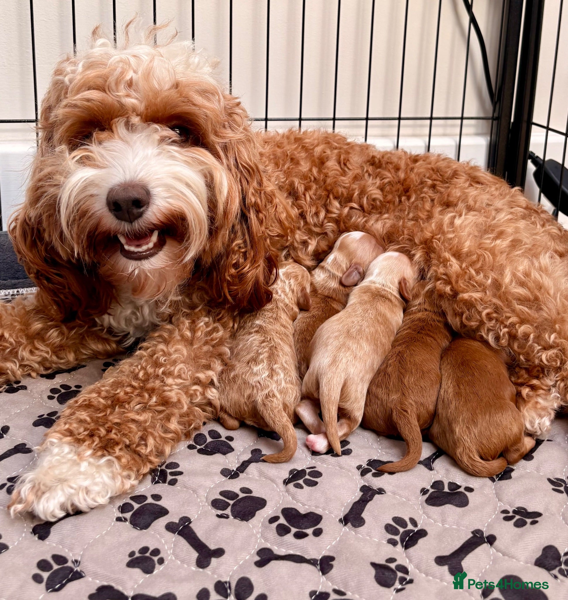 Cavapoo dogs Florence’s Beautiful Red F1b Cavapoo Boys 💙 - Advert 1