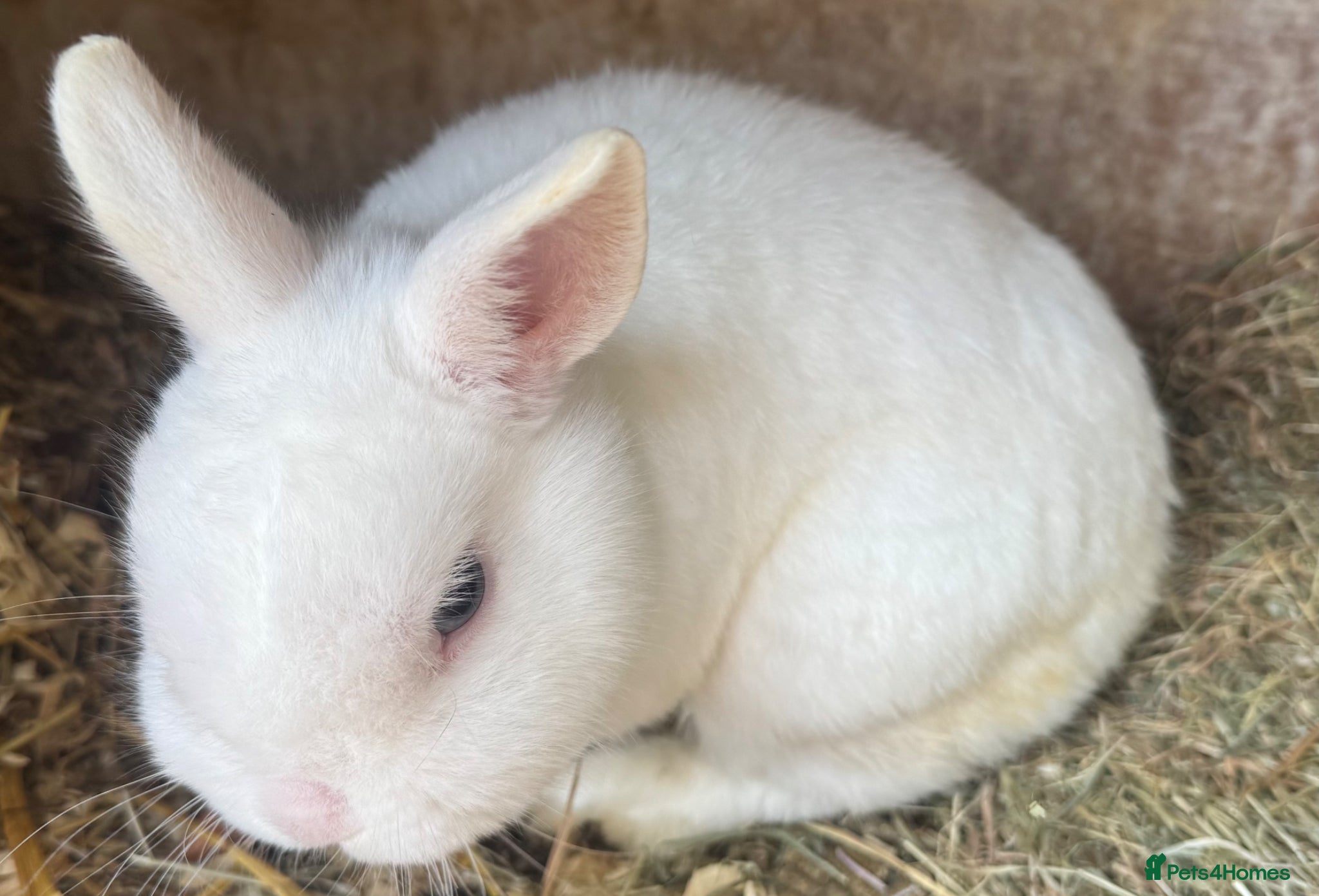 Netherland Dwarf rabbits Netherland dwarf adults Bucks and does  - Advert 1