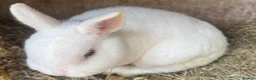 Netherland Dwarf rabbits for sale: Netherland dwarf adults Bucks for sale  - Advert 1