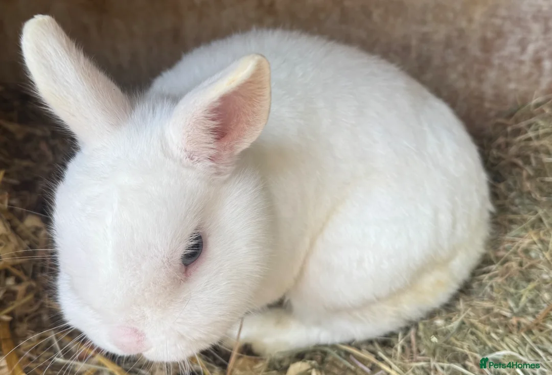 Netherland Dwarf rabbits for sale: Netherland dwarf adults Bucks for sale  - Advert 1