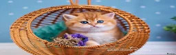 British Shorthair cats for sale: British Shorthair & Longhair Kittens - Advert 9
