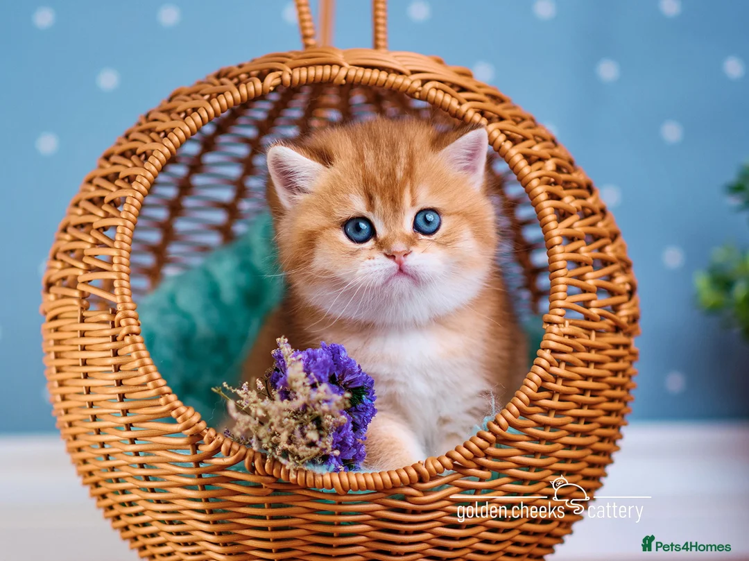 British Shorthair cats for sale: British Shorthair & Longhair Kittens - Advert 9