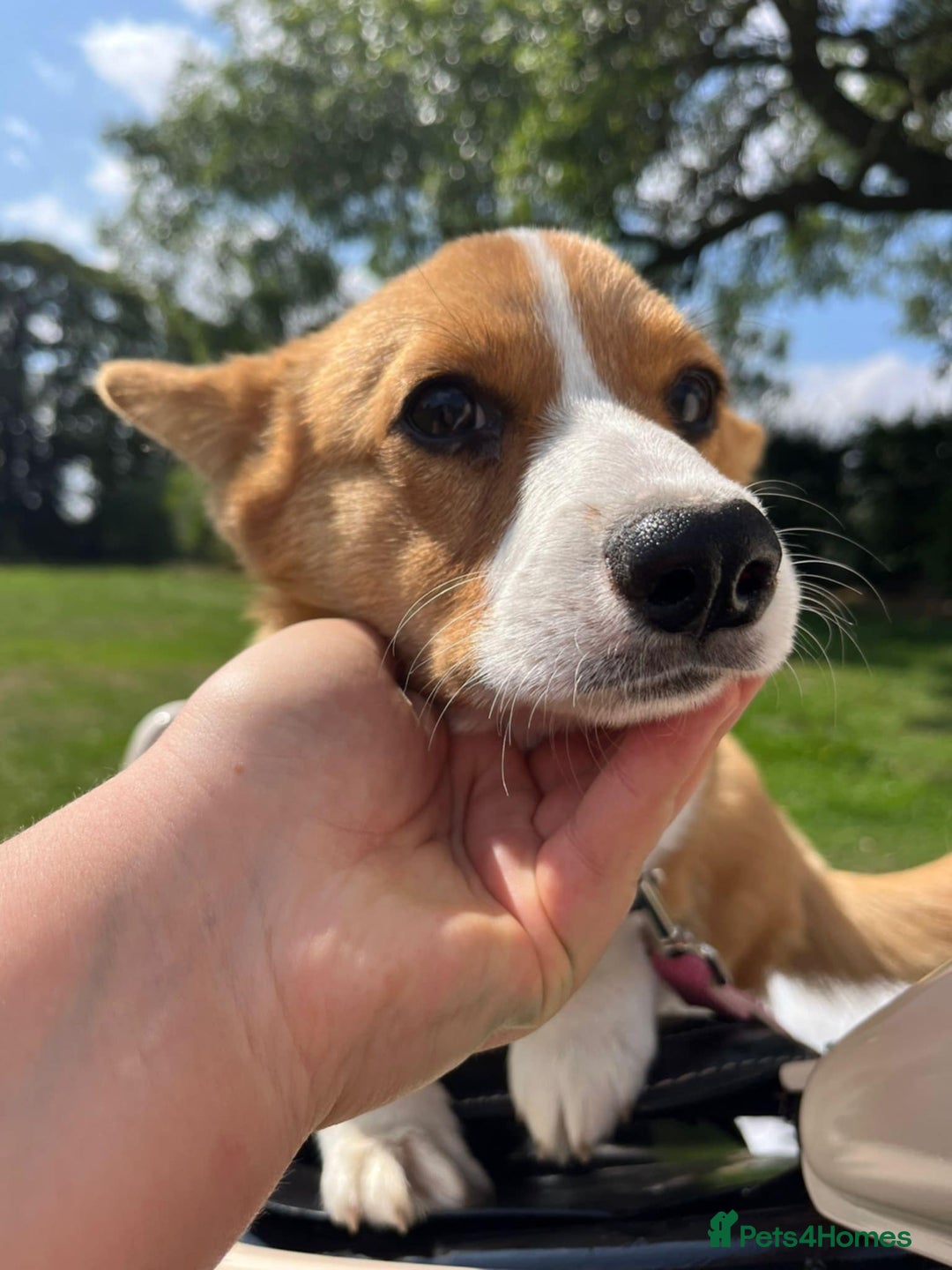 Welsh Corgi Pembroke dogs for sale: Beautiful Pembroke Corgi Girl For Sale  - Image 6