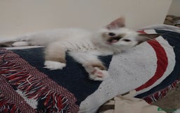Ragdoll cats for sale: 2 Beautiful Ragdoll girls for sale - Image 4
